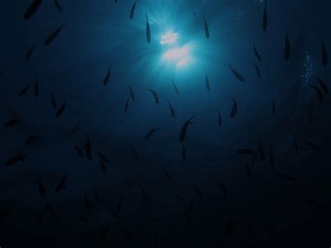 Wallpaper Blue Water Underwater Light Marine Biology Darkness