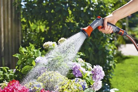 How To Watering Plants The Best Way Gardens Nursery