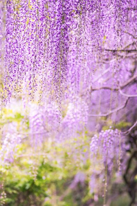 Lifeisverybeautiful Wisteria Japan Via Purple Rain Photohito With Images Purple Garden