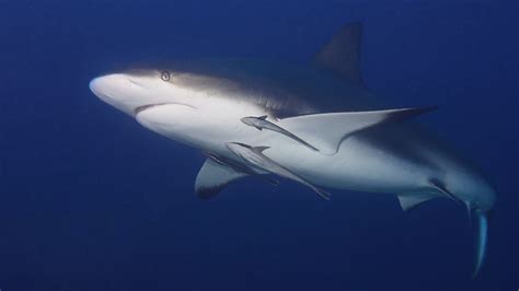 Woman Killed By Shark While Snorkelling In Bahamas During Royal