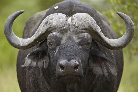 Cape Buffalo African Buffalo Syncerus Caffer Kruger National Park