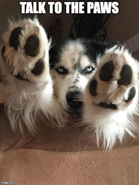Talk To The Paws Imgflip
