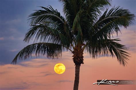 Coconut Tree Fullmoon Rise Juno Beach Florida Hdr Photography By
