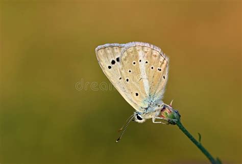 Polyommatus Firdussii The Firdussi`s Blue Butterfly On Flower Stock