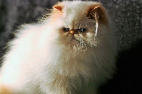 The chocolate point will have pink paw pads, whereas the seal point will have dark brown paw pads. TERRIFIC MALE FLAME LYNX POINT HIMALAYAN PERSIAN KITTEN ...