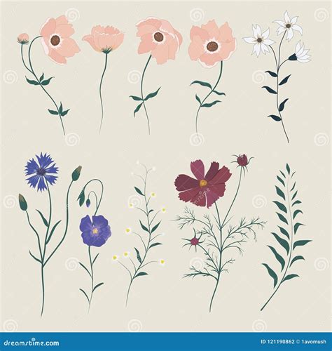 Vector Set With Wild Flowers Stock Vector Illustration Of