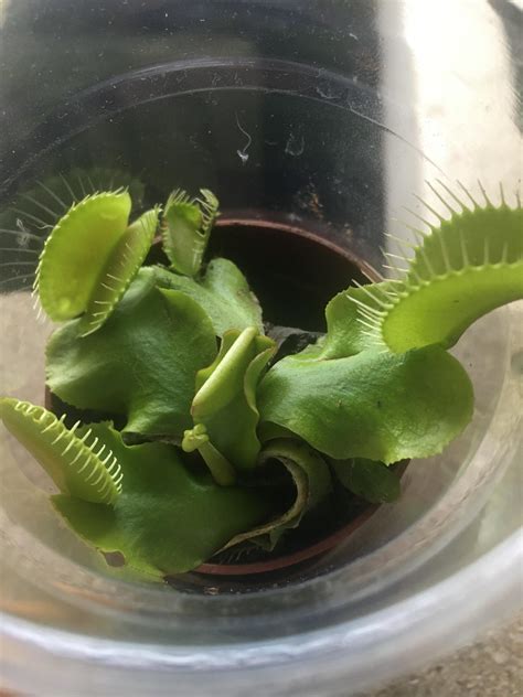 Hi Im A Newbie Here And I Got This For Christmas My Vft Is Flowering