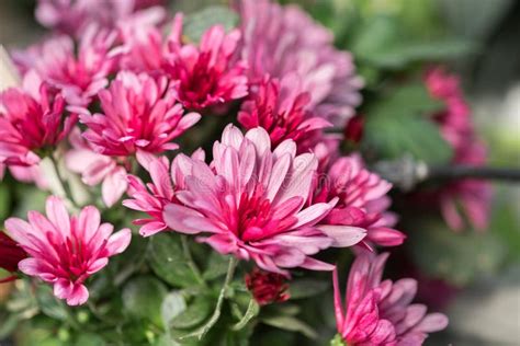 Pink Chrysanthemums Or Mums Or Chrysanths Flowers Stock Photo Image