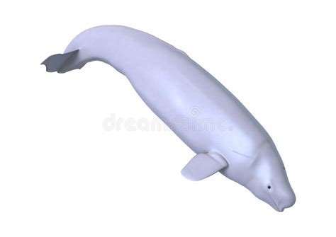 Baleia Branca Da Beluga Da Rendição 3d No Branco Ilustração Stock