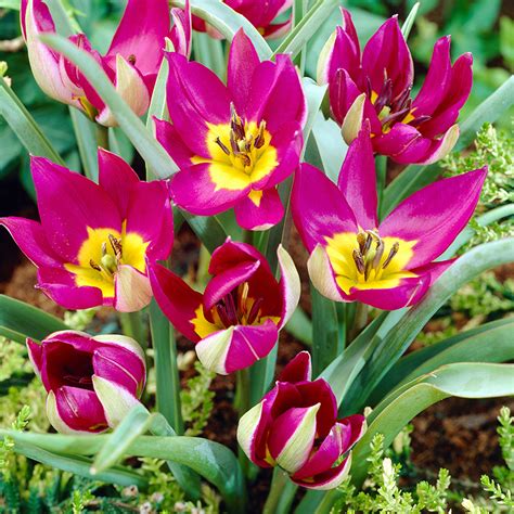 Best Perennial Tulips 20 Perennial Tulip Varieties Bulb Blog