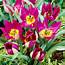 Best Perennial Tulips  20 Tulip Varieties Bulb Blog