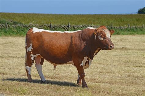 Dairy Shorthorn Cattle Facts Pictures Uses Origins