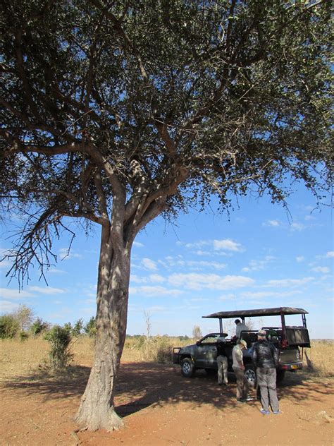 Angelltravels Baobab Lodge Chobe National Park Botswana