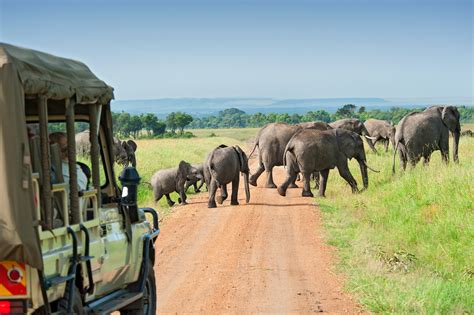 African Safari 101 What To Pack And What To Leave Behind Condé Nast Traveler