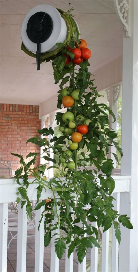 Growing Tomatoes As You Didnt Know Upside Down With These