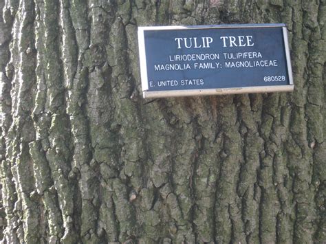 Tulip Tree Bark Brooklyn Botanical Garden Liriodendron Tul Flickr
