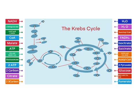 Krebs Cycle Labelled Diagram