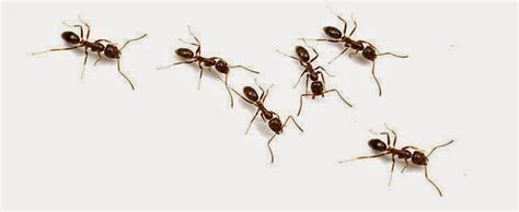 Belakang parang jika diasah akan tajam juga. Cara Mengusir Semut Di Rumah | Tips & Cara