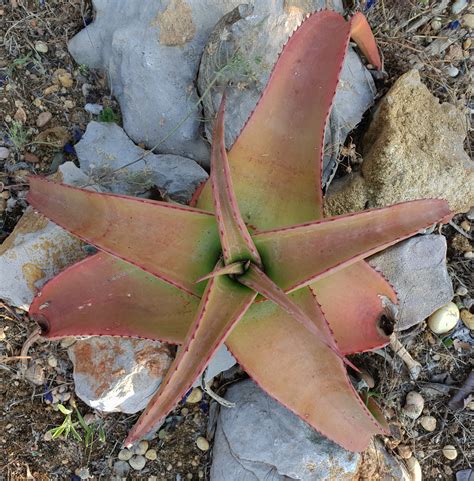 Aloe Alooides 2 2018 06 This Plant Was Bought From J A Flickr