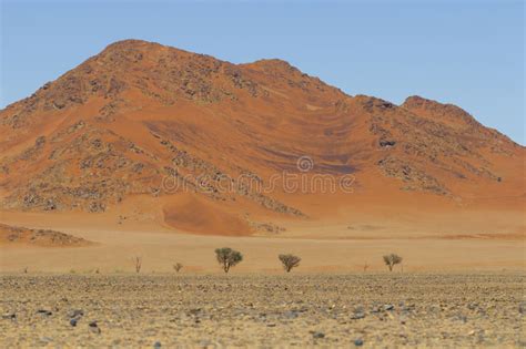 View Of Red Dunes In The Namib Desert Sossusvlei Namibia Stock Image
