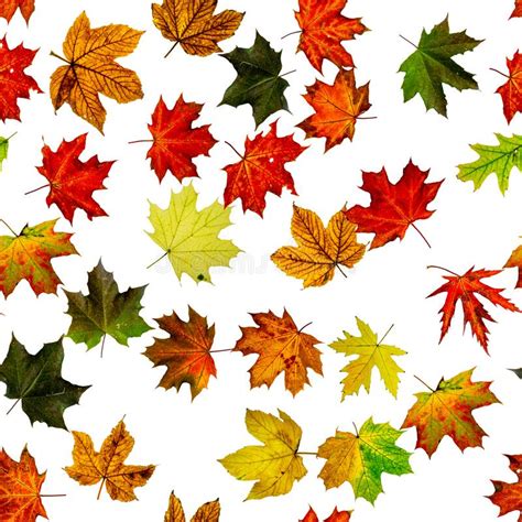 Autumn Leaves Seamless Pattern Colorful Maple Foliage Season Leaves