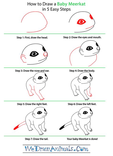 How To Draw A Baby Meerkat