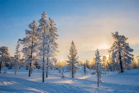 Winter Landscape Frosty Trees In Snowy Forest At Sunrise In Lapland