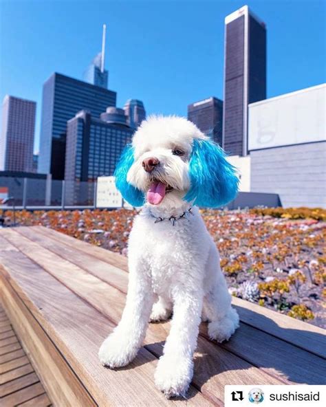 Dog Hair Dye Innocent Blue Pd05 Dog Hair Dye Dog Hair Dog Dye