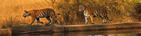 Fauna In Bandhavgarh National Park