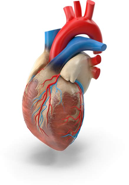 3d Human Heart Png Transparent Background 438x629px Filesize