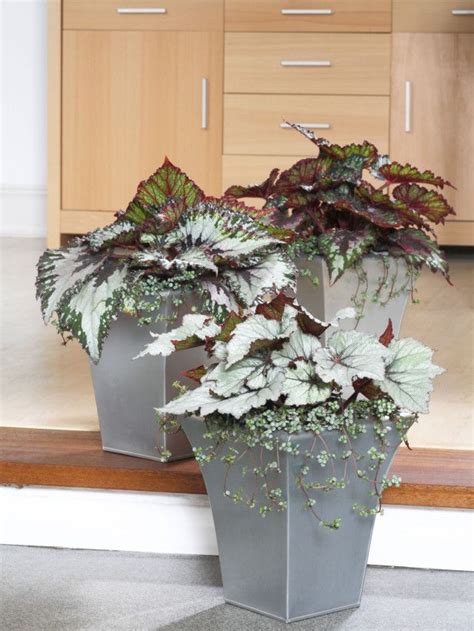 Begonias Pair Well With Trailing Plants In Tall Contemporary Containers