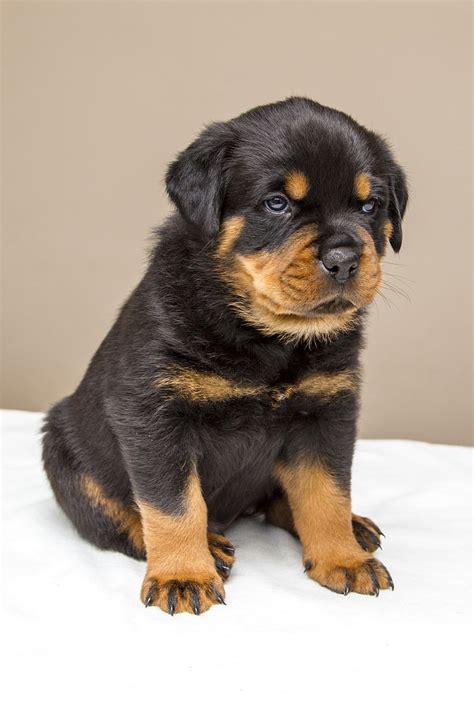 Find great deals on ebay for rottweiler puppies for sale. Royalty-Free photo: Mahogany Rottweiler puppy | PickPik