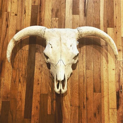 Antique North America Cow Head Skull With Horns At 1stdibs