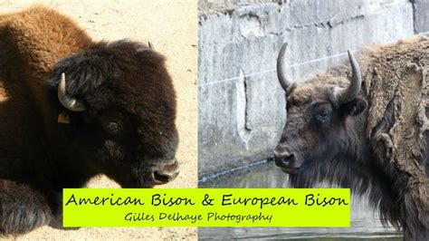 American Bison And European Bison The Differences By Gdelhaye