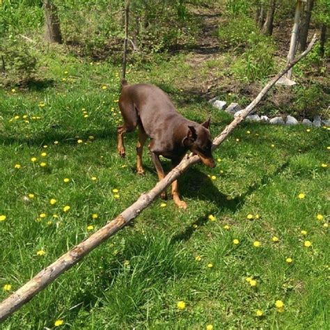 26 Dogs Who Fetched Sticks That Are Way Too Big The Dodo