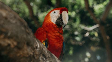 Download 1366x768 Wallpaper Red Parrot Exotic Bird Tablet Laptop