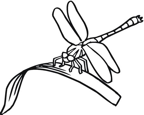 Dragonfly Coloring Pages Kidsuki