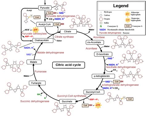 56c Acetyl Coa And The Citric Acid Cycle Biology Libretexts