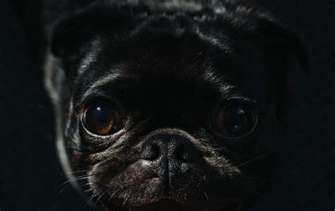 Free Download Black Pug Wallpapers Top Free Black Pug Backgrounds