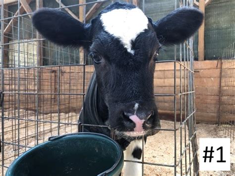 Remote Name The Calf Contest F” Calves Barstows Dairy Store And