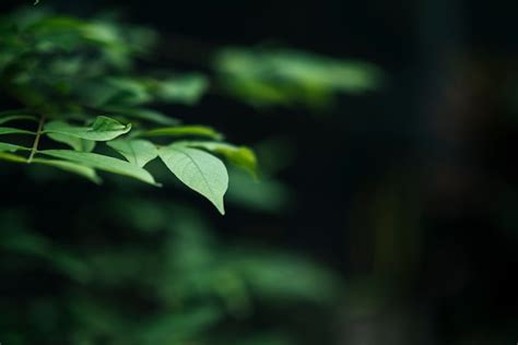 Close Up Of Green Leaves On Blurred Leaf Background Photo Free Download