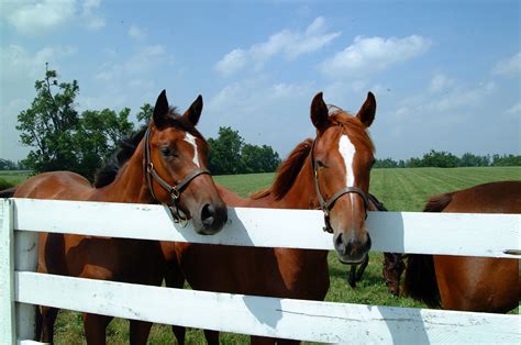 Beautiful Ky Horses Kentucky Ashland Kentucky My Old Kentucky Home