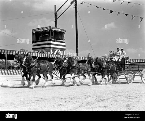 Draft Horse Black And White Stock Photos And Images Alamy