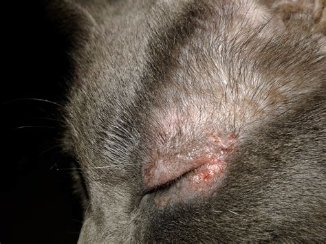 My Cat Has Itchy Sores Around Her Eye With Hair Loss On Upper And Lower