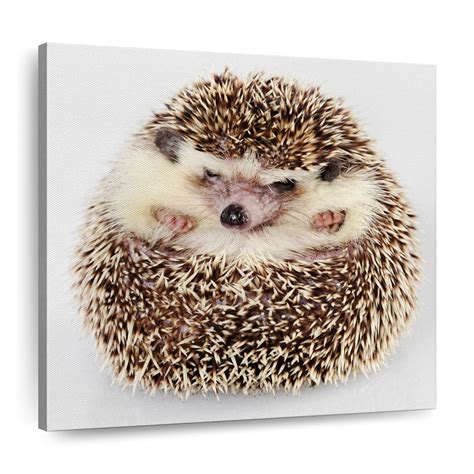 Curled Up Hedgehog Wall Art Photography