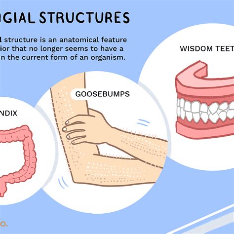 Vestigial Structures Definition Biology Slideshare