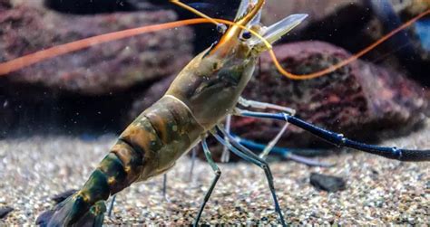Shrimp Vs Krill Unterschiede In Aussehen Lebensraum Und Verhalten