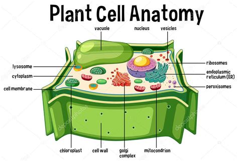 Ilustración Del Diagrama De Anatomía De Células Vegetales 2022