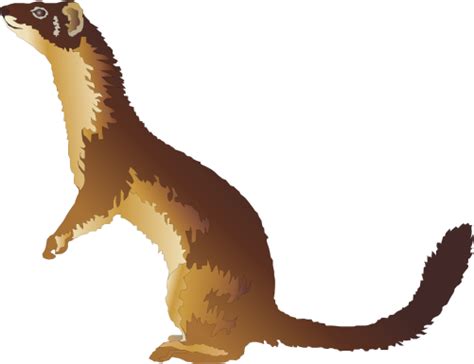 Mustela Frenata Long Tailed Weasel Mammals Vector Weasel Clipart