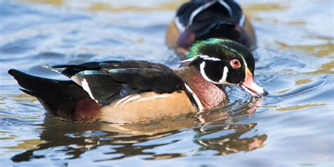 Wood Duck Mates Determine Migration Routes Yellowhammer News